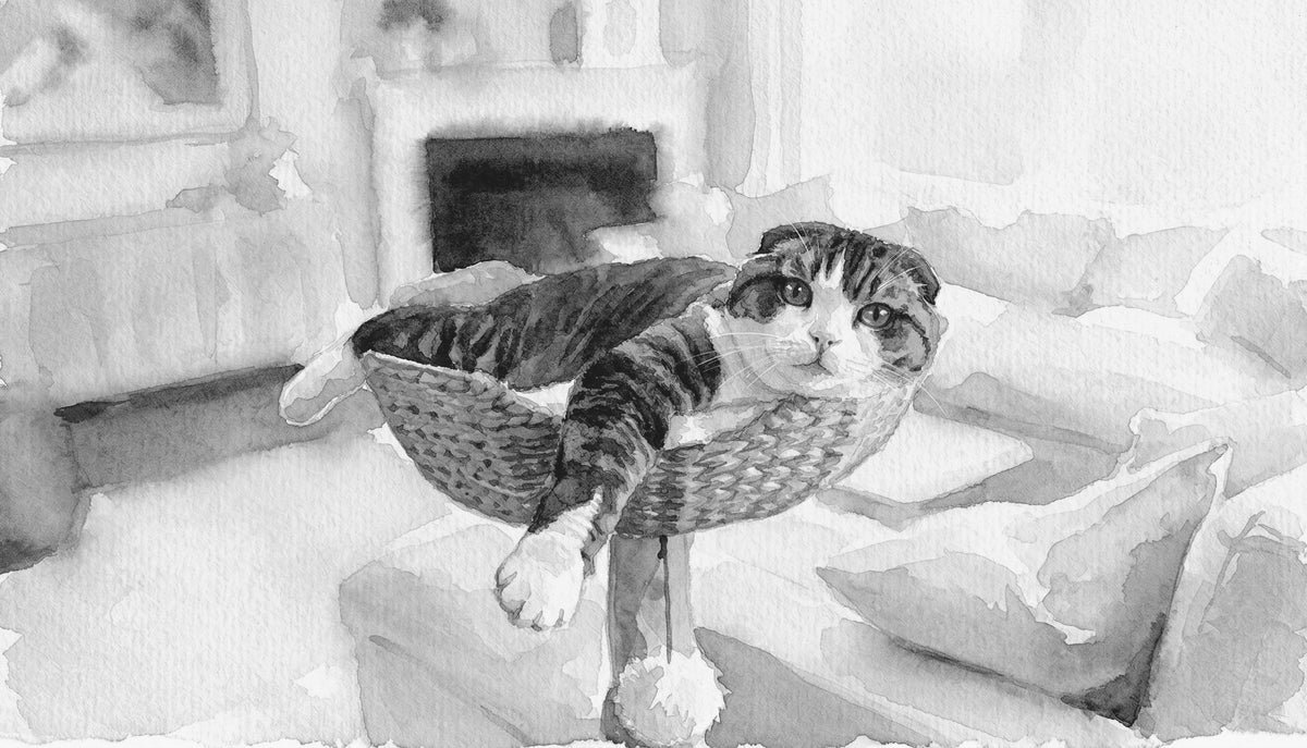 Decode the Cat Nap: Cat Sleeping Positions Explained